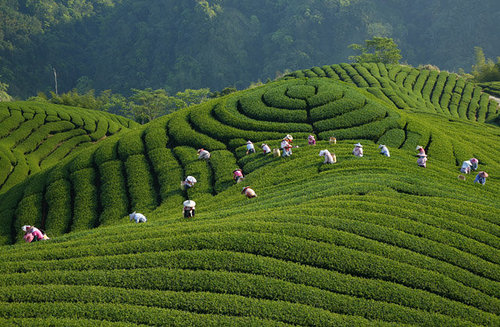 茶园